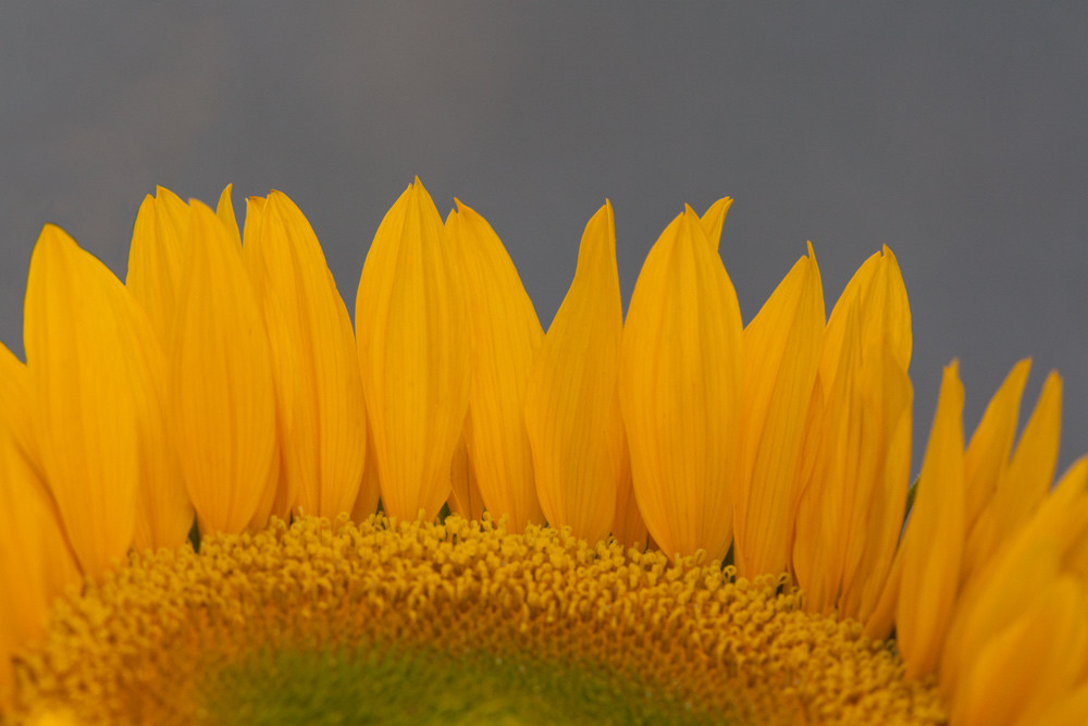 Sunflower Art | Fine Art New Mexico