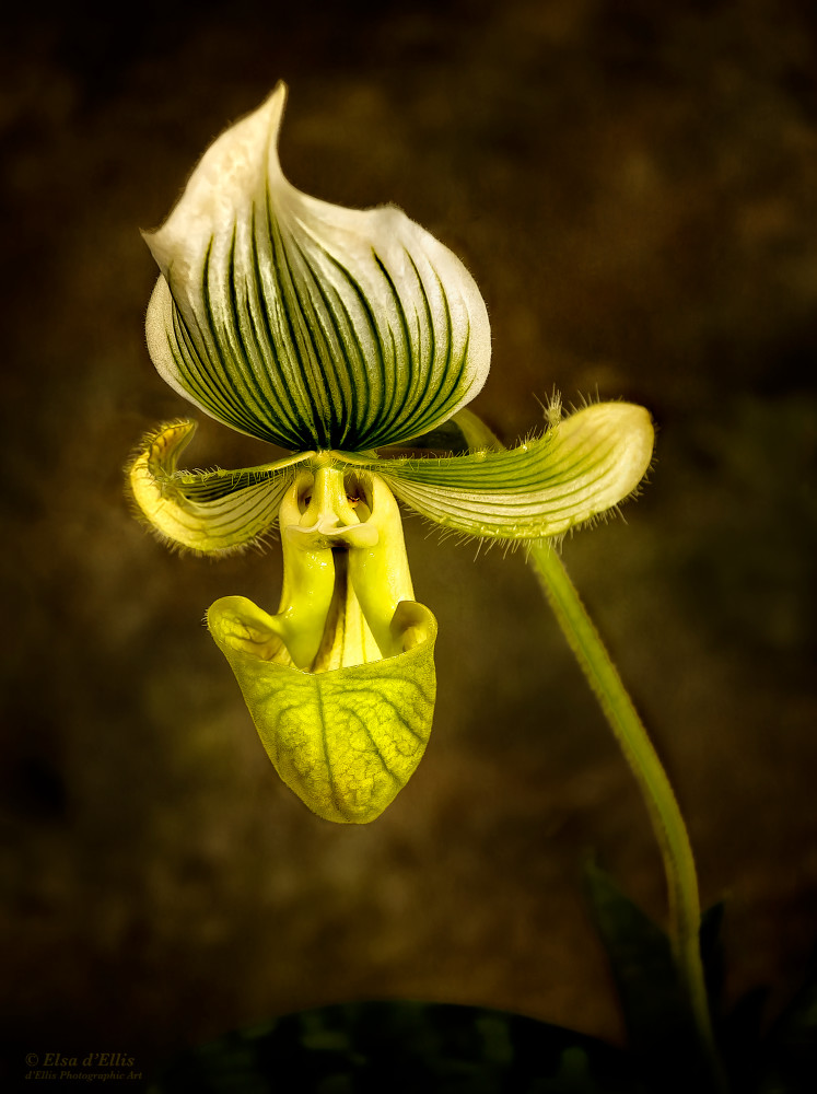 Green Lady Slipper Orchid, d'Ellis Photographic Art photographs, Elsa