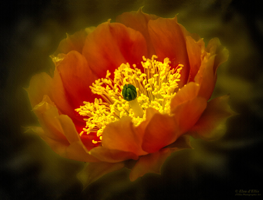 Red Tulip Prickly Pear, d'Ellis Photographic Art photographs, Elsa
Red Tulip Prickly Pear, d'Ellis Photographic Art photographs, Elsa