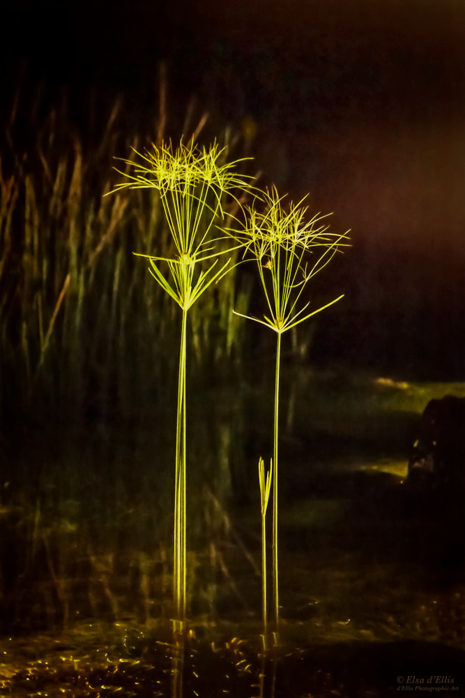 Night Sentinels, d'Ellis Photographic Art photographs, Elsa