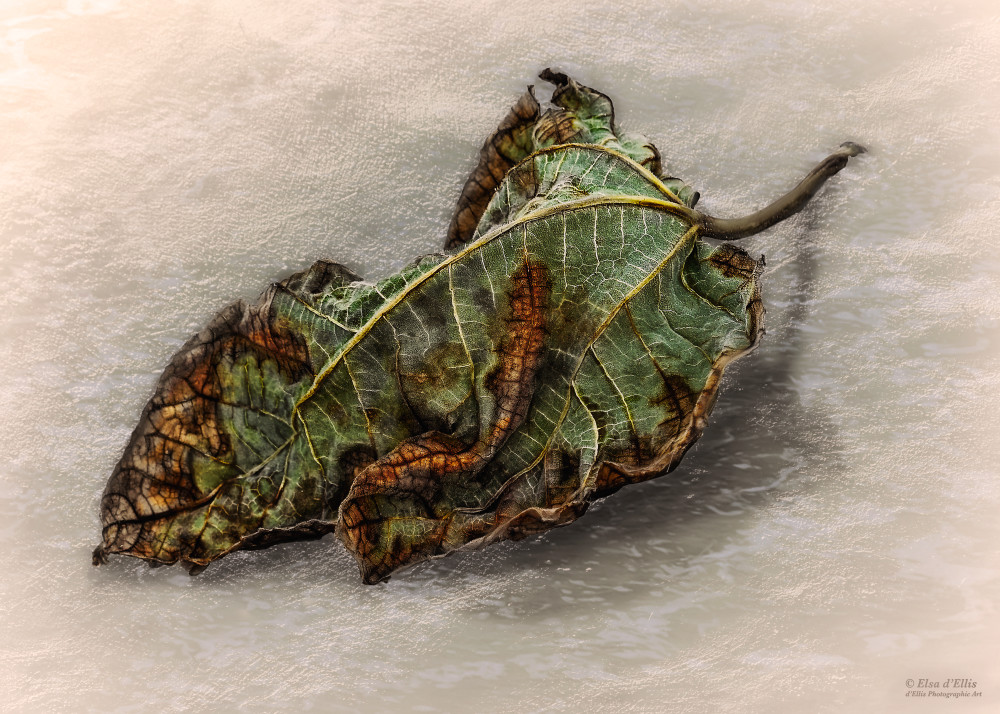 Cool Emerald, d'Ellis Photographic Art photographs, Elsa
