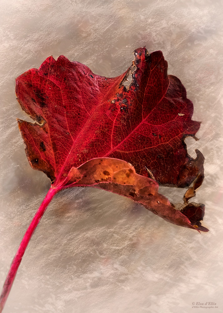 Ruby Star, d'Ellis Photographic Art photographs, Elsa