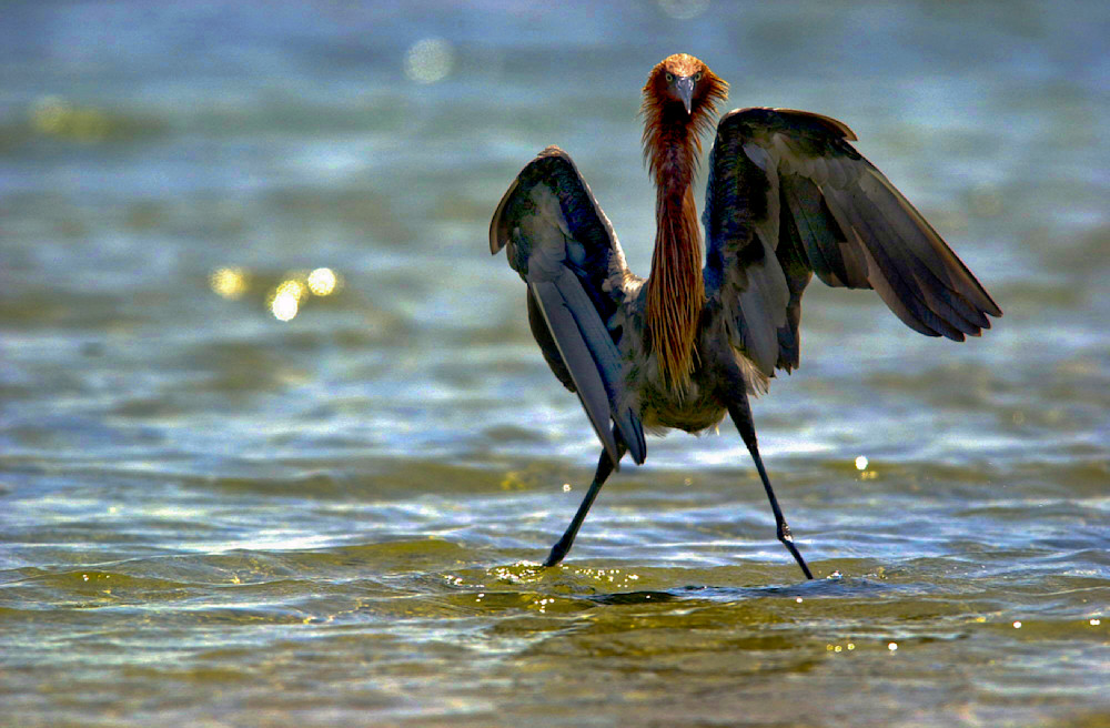 Defensive Heron