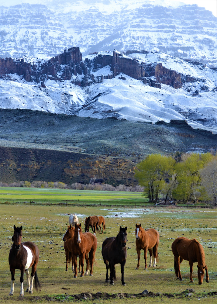 Photograph Of Horses In Wapiti Wyoming For Sale As Fine Art