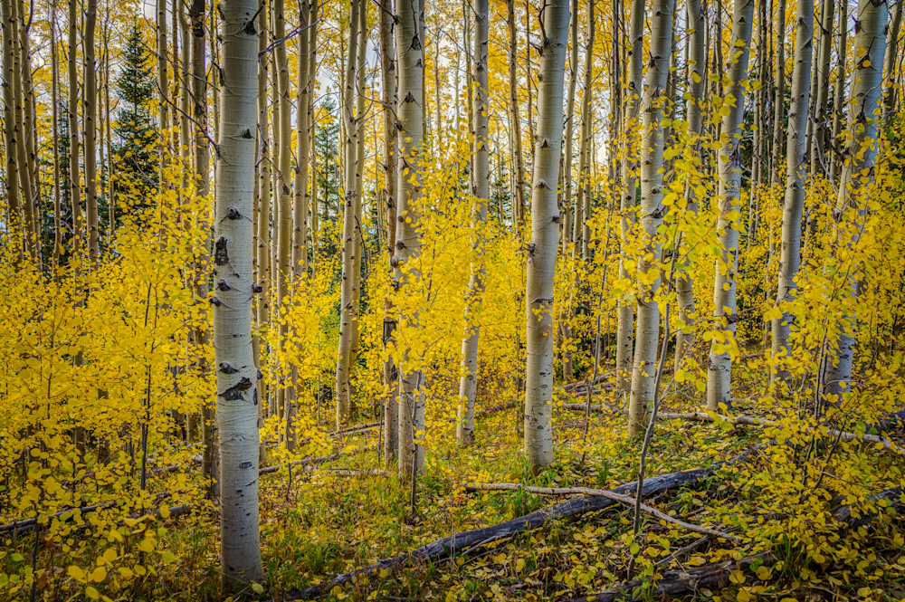 Aspens Landscape Photography Sangre De Christo Mountains Aspens In Fall 04