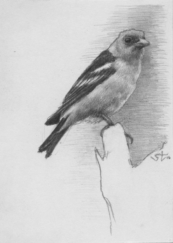 Perched Perched