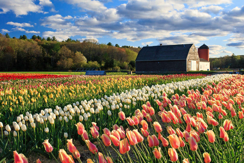 "Wicked Tulips" Rhode Island Spring Flowers Fine Art Photograph