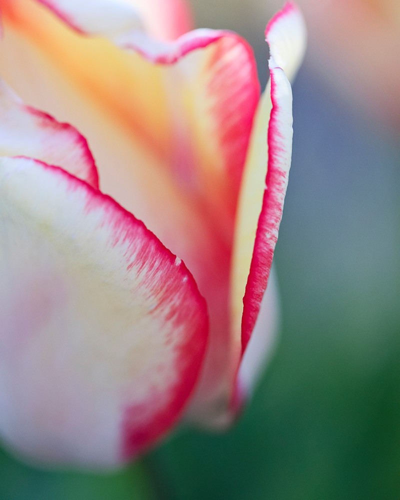 "Macro Tulip I" Vertical Fine Art Rhode Island Large Floral Photograph