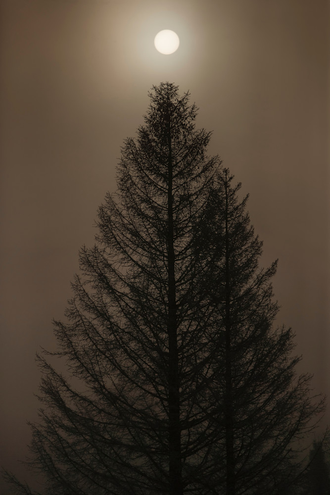 MISTY PINE Photograph by Kurt Gardner