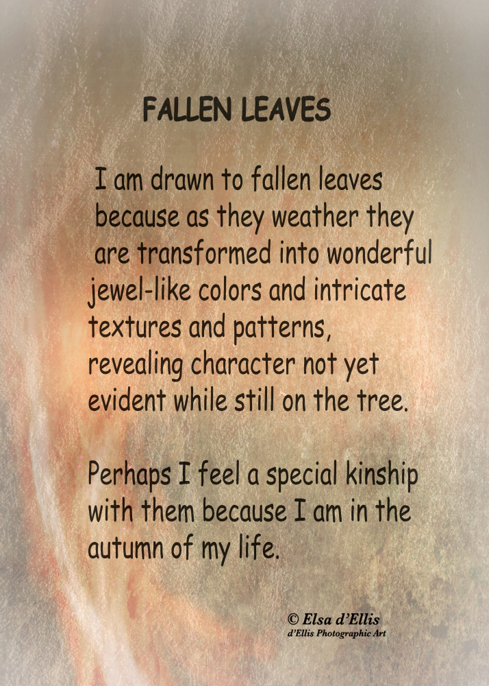Fallen Leaves Statement, d'Ellis Photographic Art photographs, Elsa