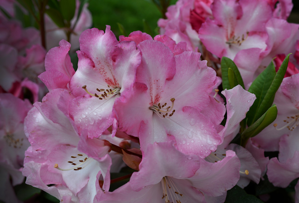 Rhodie In Spring Art | Jan Anders Nelson Art