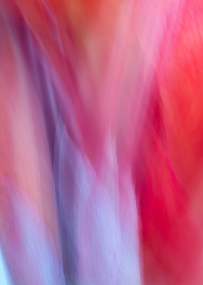 "World of Color #15" Abstract Tropical Floral Fine Art Photograph