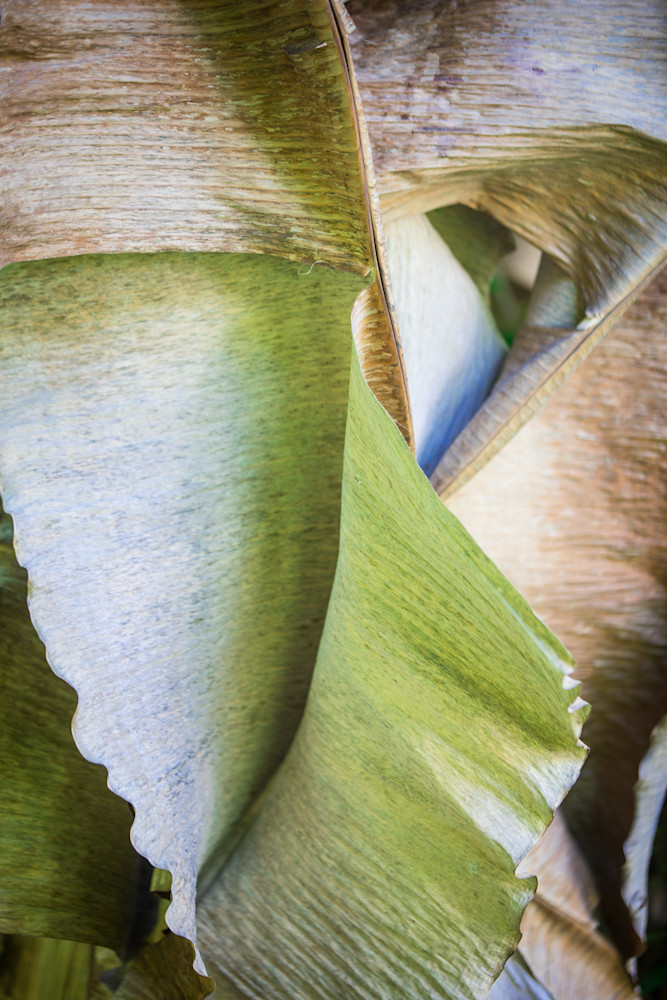 Abstract photo of banana leaves for sale