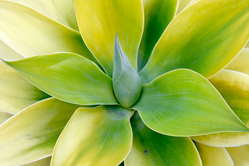 Orl 10025 1 Spring Succulent Symphony 6 Art | Irena Orlov Art