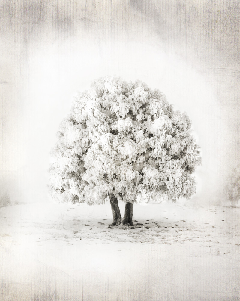 Tree Of Life (Vertical) Art | Mandy Jane Williams Art