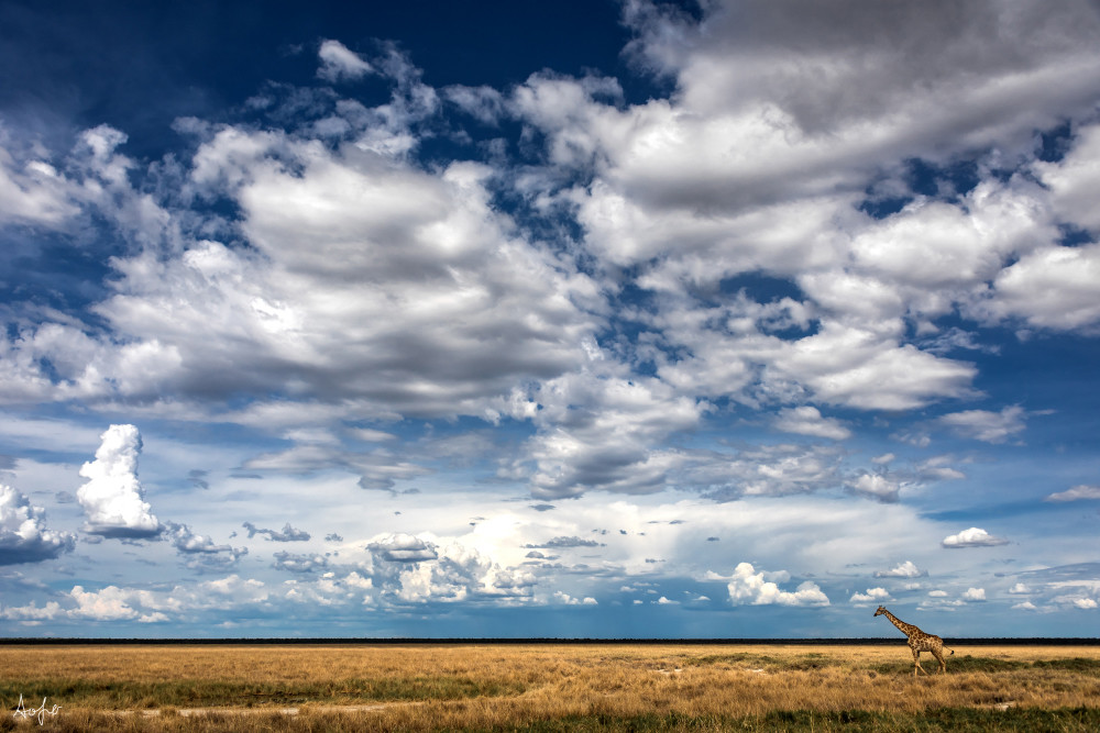 Fine art photograph big sky tiny giraffe Namibia