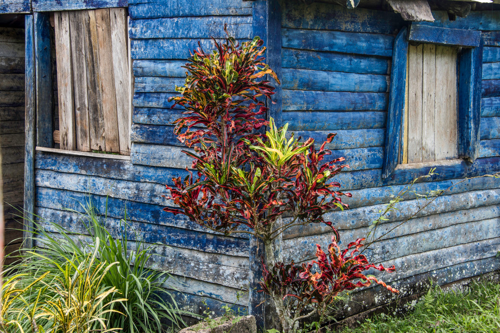 Art photograph of blue Caribbean shack with red plant in front.