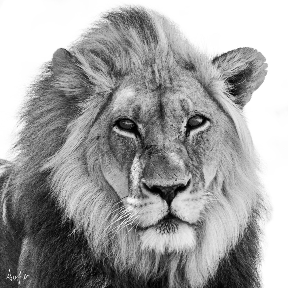 Close-up of African lion in black and white
