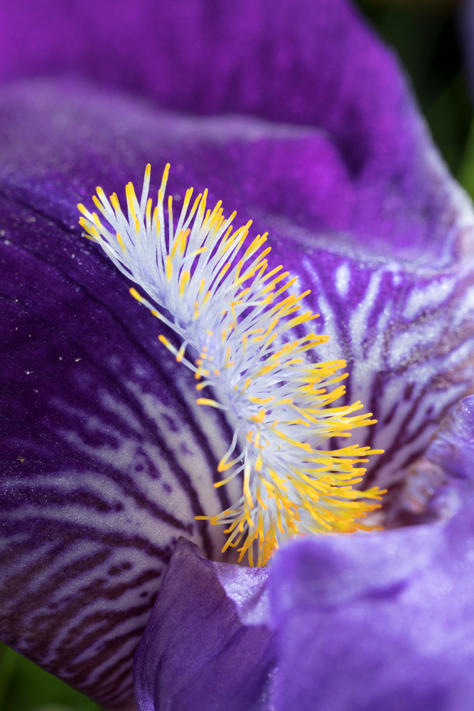 Bearded Iris’ “beard” at life-size, image #3 - fine art photograph
