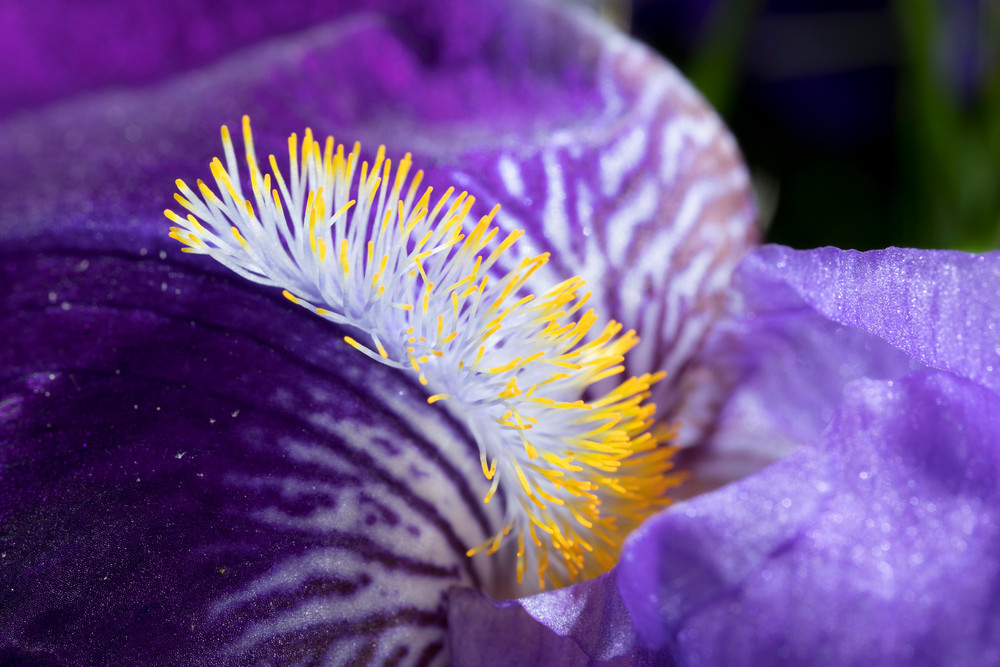 Close-up view of a Bearded Iris, image #1 - fine art photograph