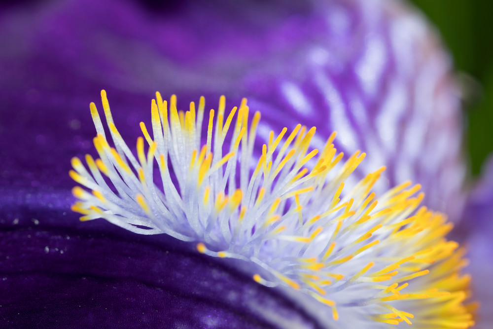 Bearded Iris’ “beard” at 2x, image #2 - fine art photograph