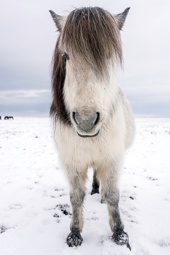white Icelandic horse with dark gray mane facing camera, in a fine art photograph print