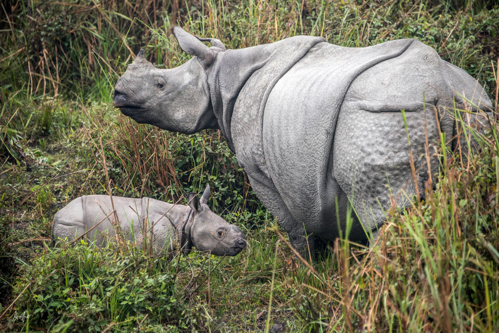 Mother and new born one-horned rhinoceros, as photograph art