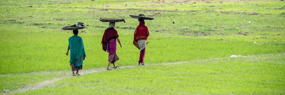 photograph of 3 women with baskets on head walking in green rice field, panorama art
