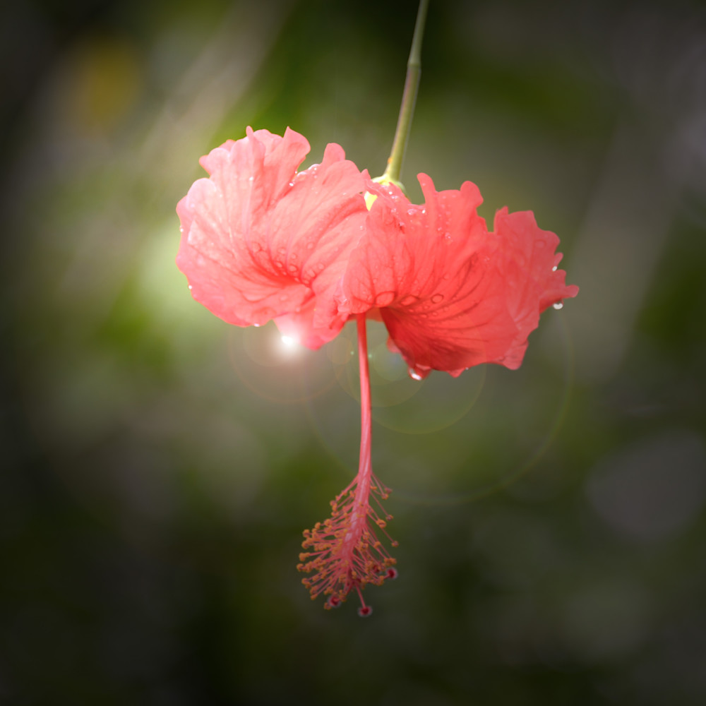 Yucatan Jungle Flower #2 Art | Jan Anders Nelson Art