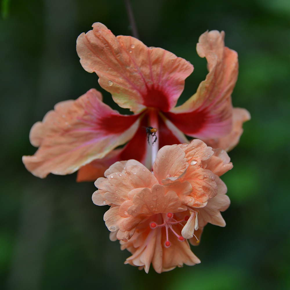 Yucatan Jungle F Lower #1 Art | Jan Anders Nelson Art