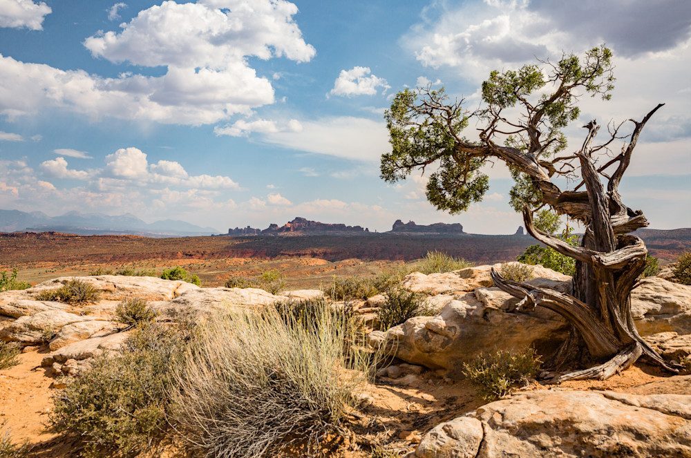 Twisted Tree   Arches National Park Photography Art | Barb Gonzalez Photography