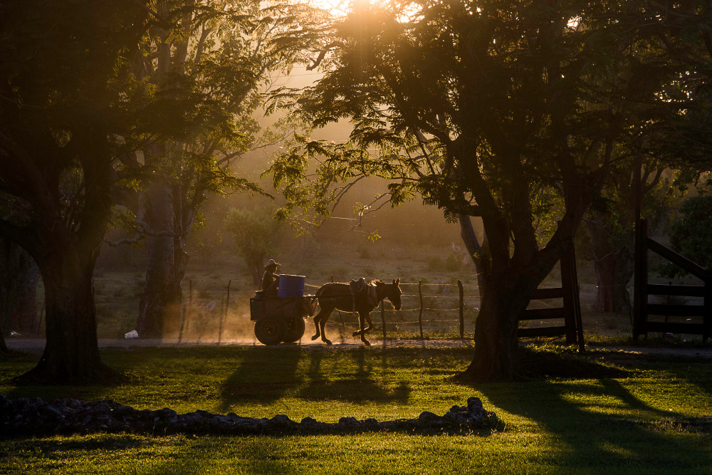 Horse drawn cart silhouetted at sunset between trees. in fine art photograph