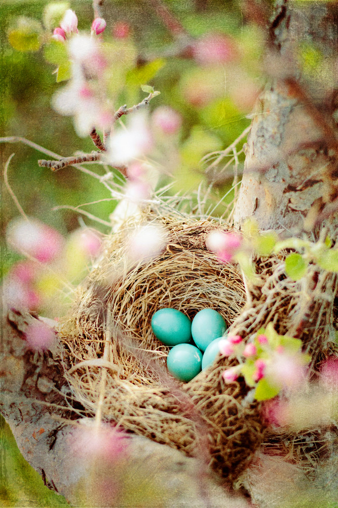 Spring Nest Art | Mandy Jane Williams Art