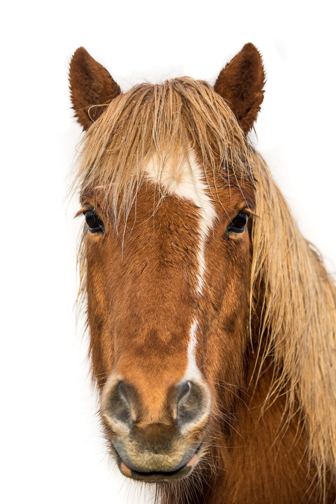 Fine art photograph of brown horse with white strip on face, head shot, white background