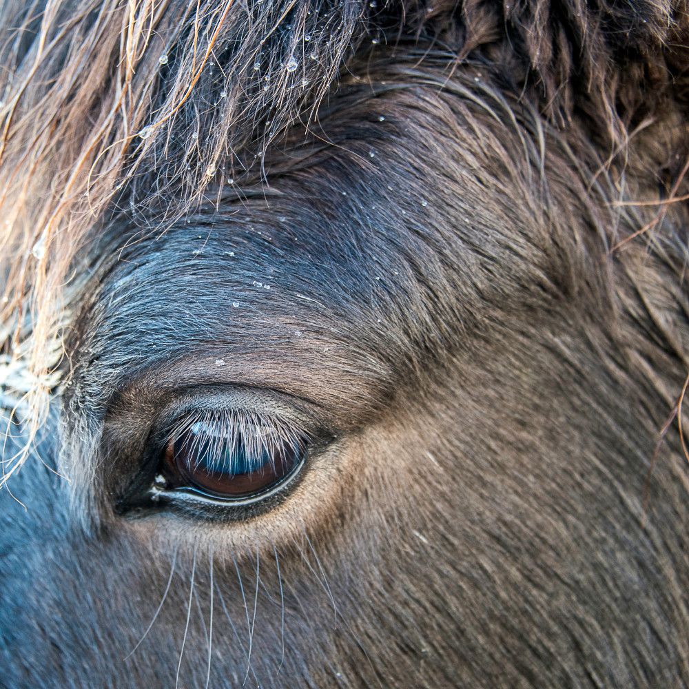 Square image of a close-up of Icelandic horse's eye, with rain on head, in art photograph 