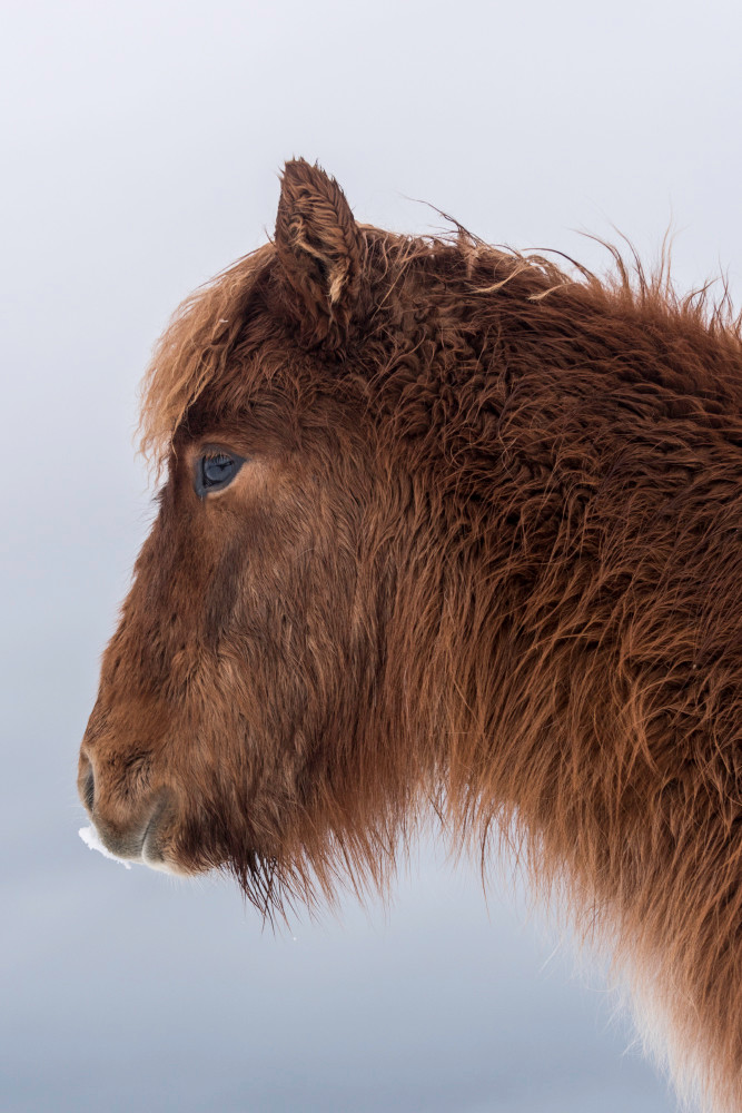 Profile of brown Icelandic Horse, in photograph art