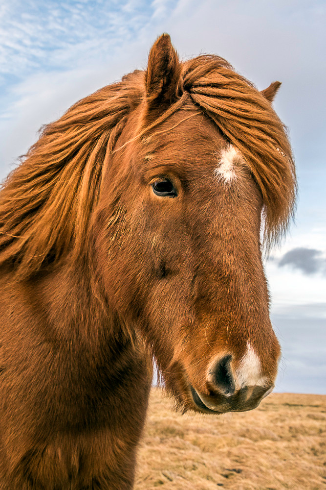 Fine art photograph of elegant looking brown Icelandic horse with flowing mane
