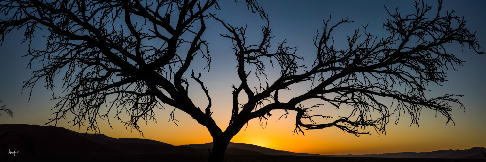 Panorama of old silhouetted tree at sunset, Namibia, photograph art