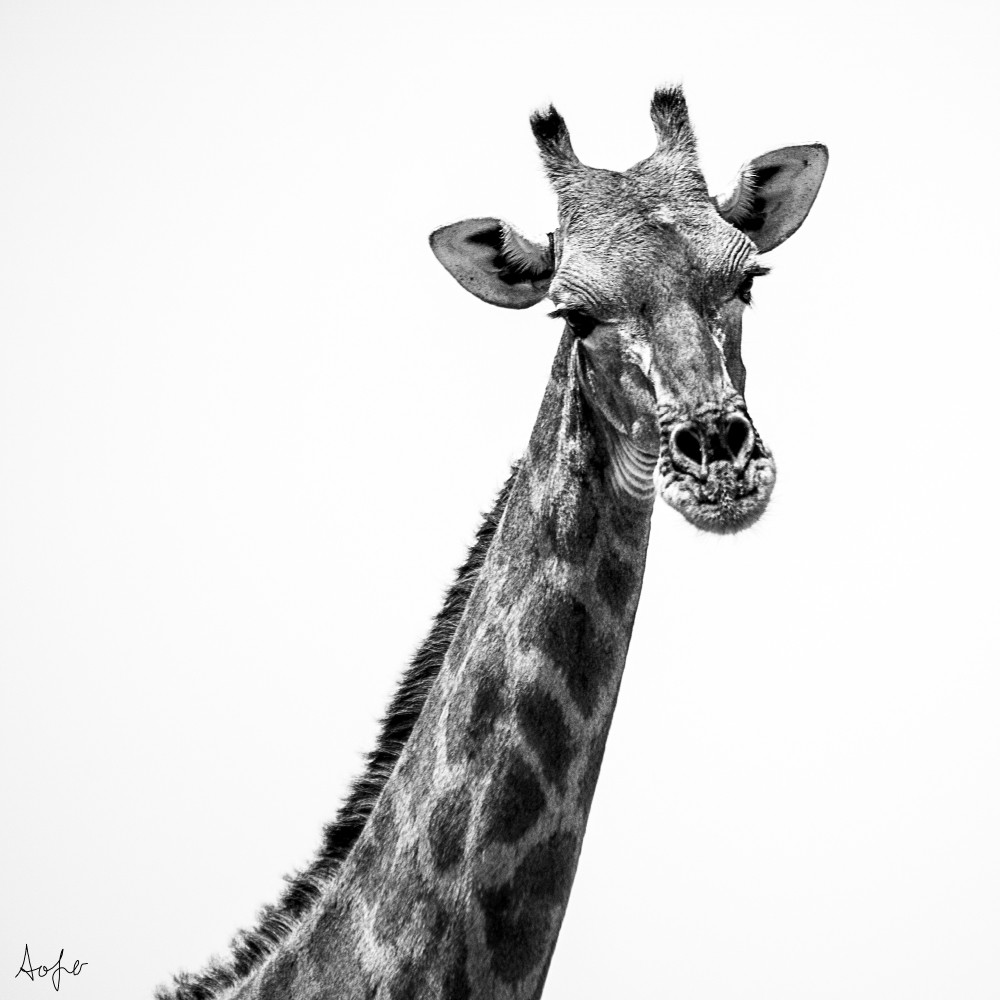 Neck and head of giraffe in back and white square photo.