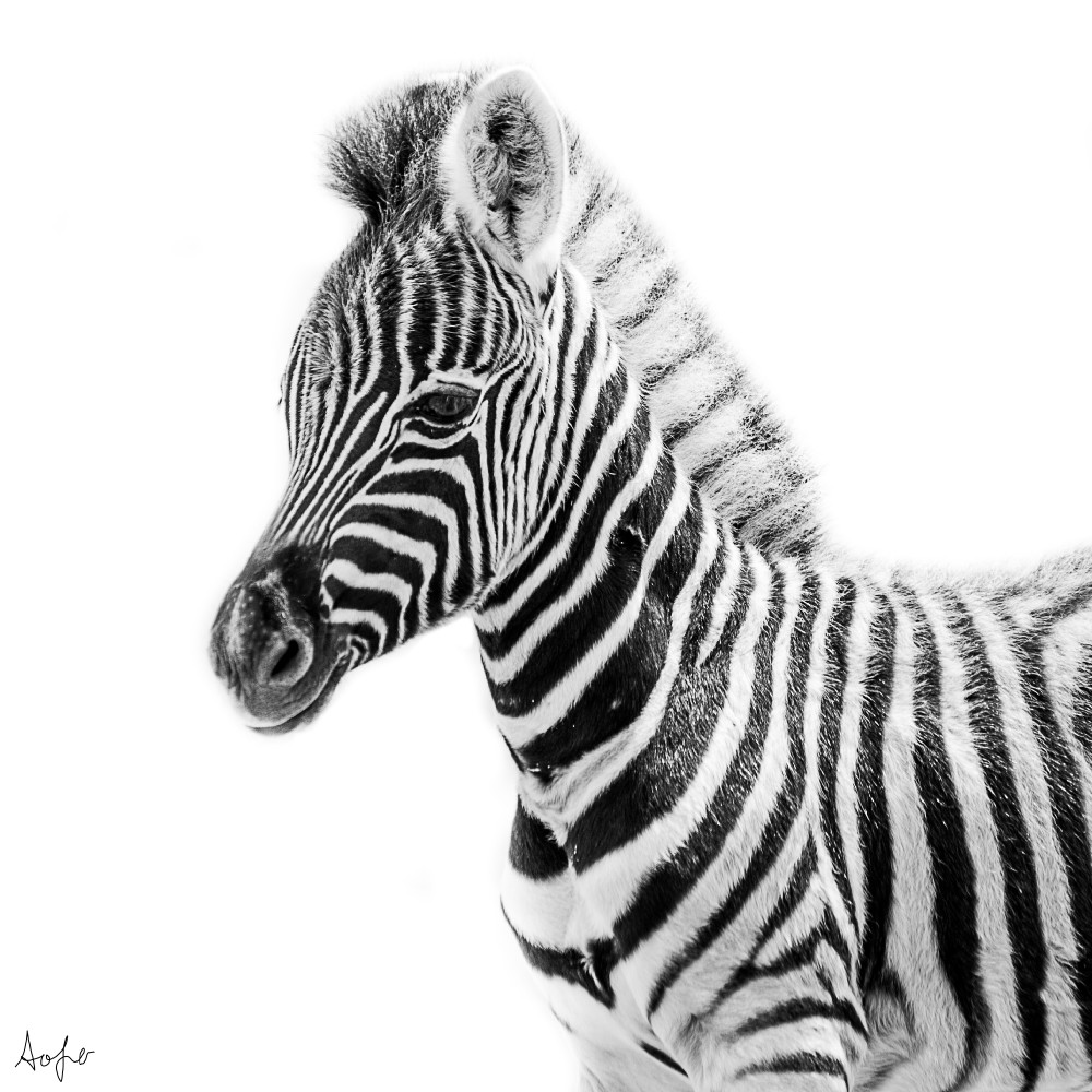 Baby zebra in black and white with white background art photograph