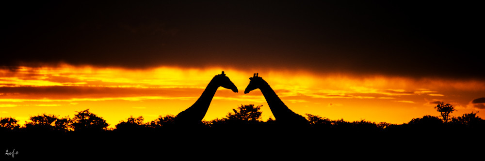 Two giraffes facing each other in a panorama sunset