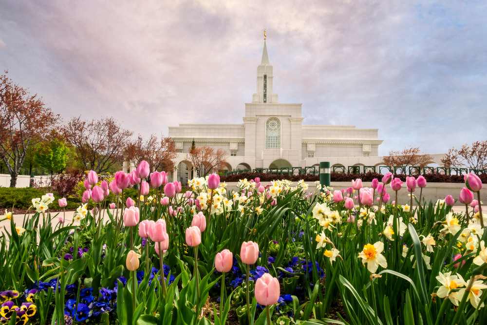 Bountiful Temple - Pink and Yellow Tulips