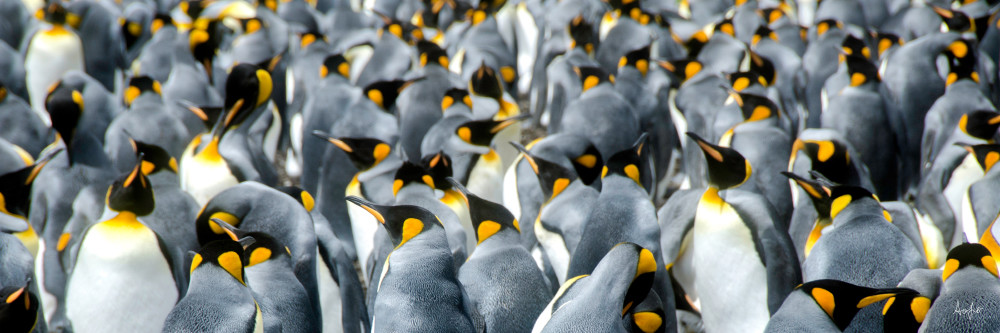 King penguin colony in panorama art photograph
