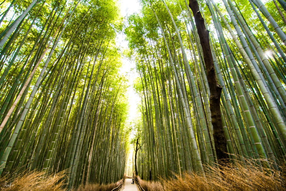 Fine art photograph of Arashiyama Bamboo Grove , Kyoto, Japan