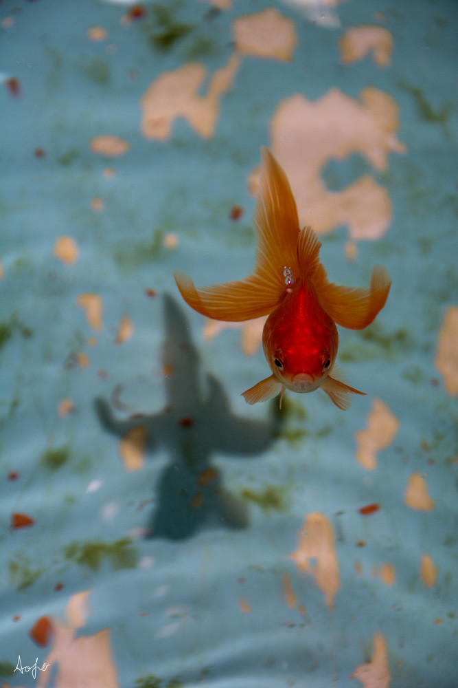 Fine art photograph of fancy Japanese goldfish with shadow