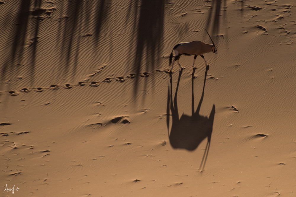 Photograph art of oryx walking on sand dune casting long shadow