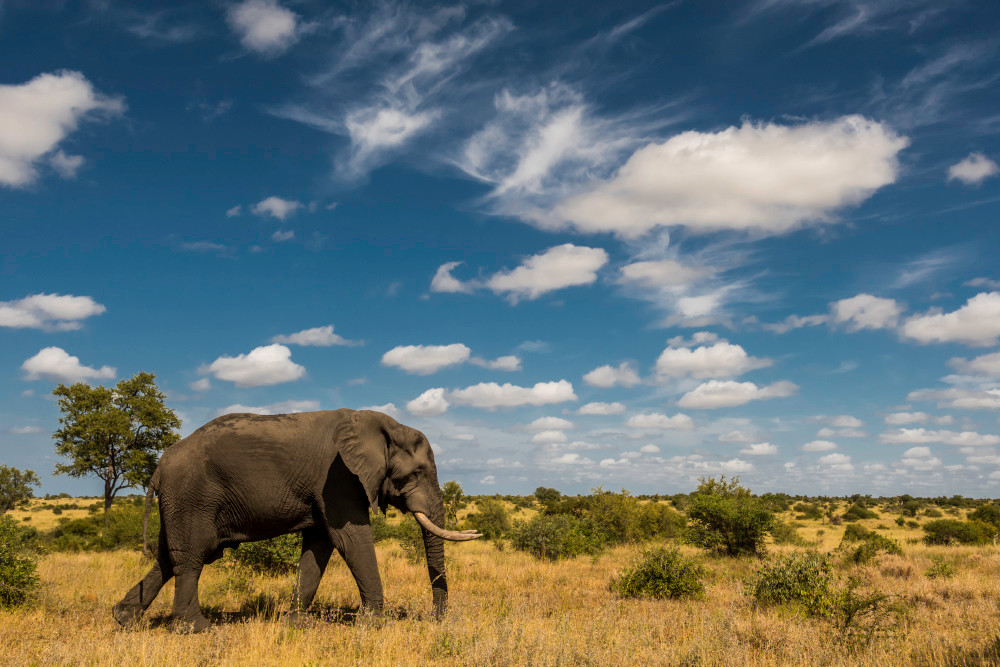 Big bull elephant in side view walking in savannah as art photograph print