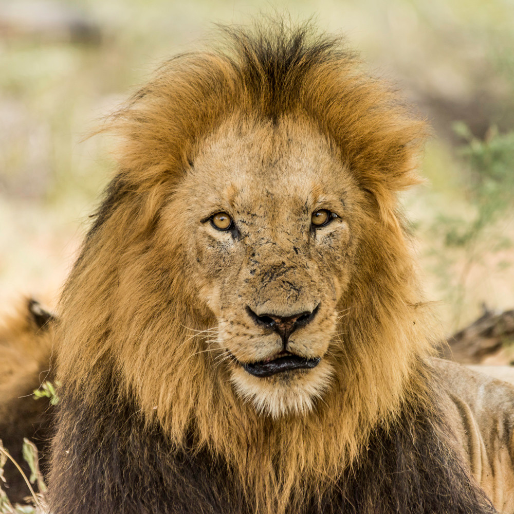 Older male lion with many scars on face and piercing eyes