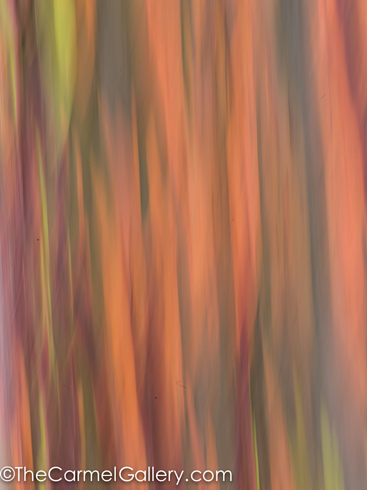 rainbow eucalyptus camera  painting