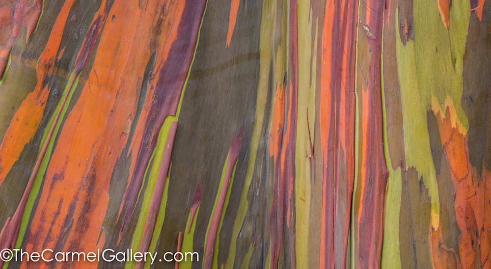 closeup of rainbow eucalyptus tree trunk